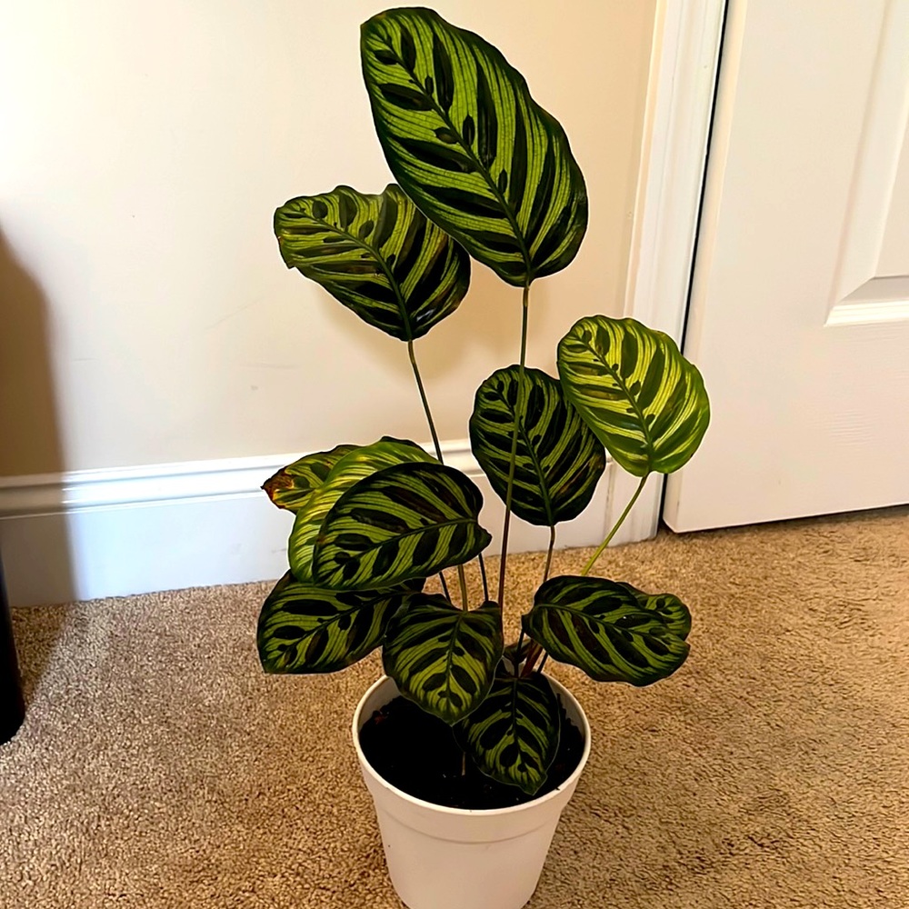 LARGE Live Calathea Makoyana “Peacock” Plant